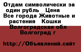 Отдам символически за один рубль › Цена ­ 1 - Все города Животные и растения » Кошки   . Волгоградская обл.,Волгоград г.